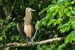 Bare-throated Tiger-Heron