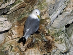 Kittiwake