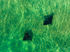 Spotted Eagle Rays 4
