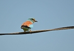 Roller