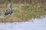 Tricolored Heron waits, Harns Marsh, Florida