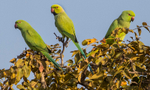 Rose Ringed Parakeets