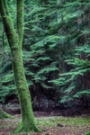 New Forest Tall Trees 12