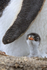 Gentoo Penguin chick by adult wing, Sea Lion Island, Falklands