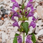 Large red deadnettle (Lamium garganicum)