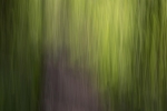 Woods 02