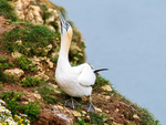 Gannet