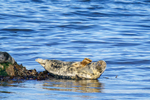 Seal_Musselburgh