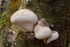Birch Polypore