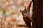 Formby Red
