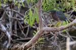 Green Heron open bill, Venice Rookery, Florida