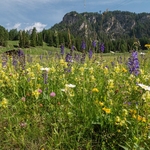 Alpine meadow  blue/purple meadow clary (Salvia pratense) and yellow rattle (Rhinanthus sp)