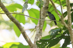 Fasciated Antshrike portfolio