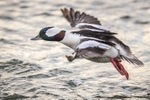 Coming In For a Landing