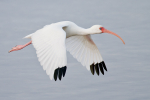 White Ibis