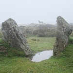 Sheep on Dartmoor