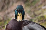 Mallard Portrait