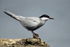 Whiskered Tern