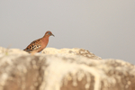 Galapagos Dove & guano-covered rocks, Espanola, Galapagos