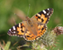 Painted Lady