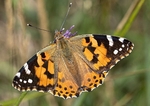 8. Painted Lady Butterfly