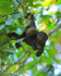 Howler Monkey eating upside down, Manuel Antonio, Costa Rica