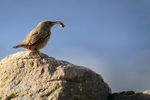 Cobb's Wren with food, Carcass Island, Falklands