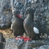 BBW-09-Black Guillemot Conversation