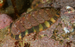Tonicella marmorea