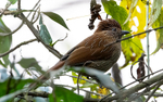 Striated Laughing Thrush