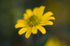 Flower - 1207