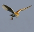 Barn Owl
