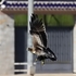 Booted Eagle (Aquila pennata)