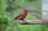 Pine Grosbeak