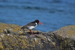 Oystercatcher