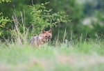 Golden Jackal