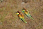April 2012 - European Bee-eater