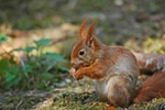 Red Squirrel