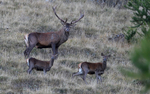 Cerf et biches