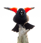 Fuck Off