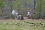 Reindeer