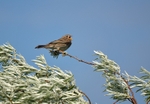 Corn Bunting