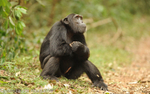 A male looking at one female in heat.