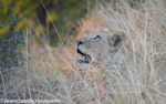 Lion in Mukambi