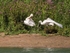 Spoonbills