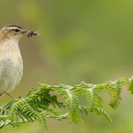 print-bronze-Ali Rees-Sedge Wabler with food