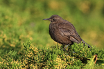 Side view of Blackish Cinclodes, Carcass Island, Falklands