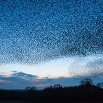 Starlings