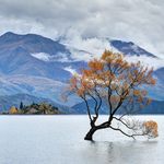 Wanaka Tree