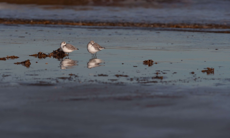 Sanderling - Saltfleet - East Lincolnshire